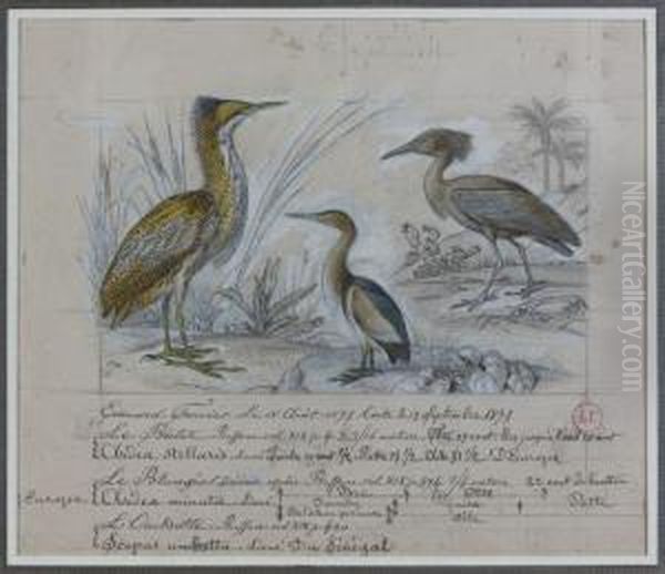 Etude De Trois Oiseaux : Le Blonjos, Le Butor Stellaris,l'ombrette Du Senegal - view 1