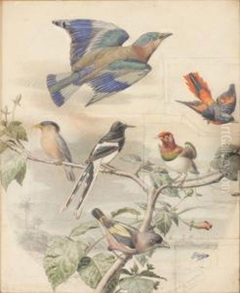 Composition Aux Oiseaux Exotiques - view 1