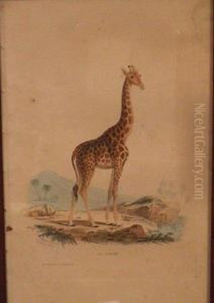 Girafe - view 1