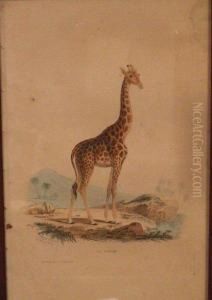 Girafe by Edouard Travies