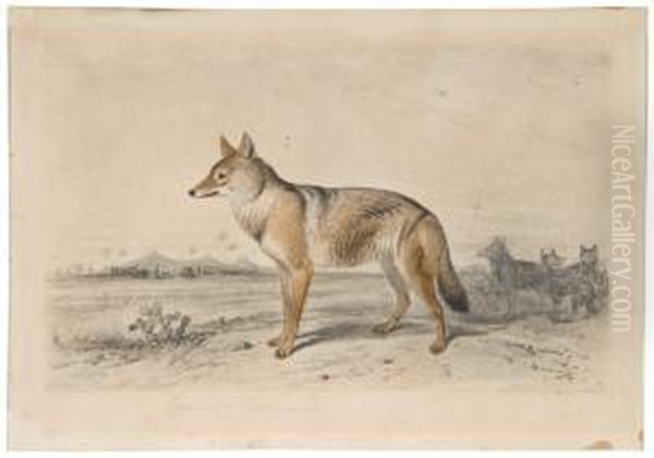 Chacal - view 1