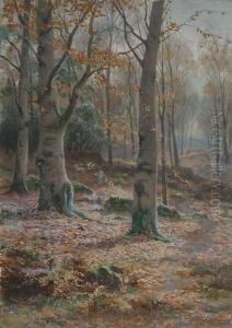 Birch Trees In Bettws Woods