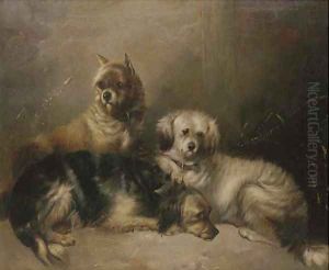 Three mischievous terriers
