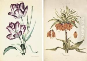 Hortus Nitidissimis Omnem Per Annum Superbiens Floribus, Sive Amoenissimorum Florum Imagines ... Der Das Ganze Jahr Hindurch Im Schoensten Flohr Stehende Blumen-garten Oder Abbildungen Der Lieblichsten Blumen by Christopher Jakob Trew