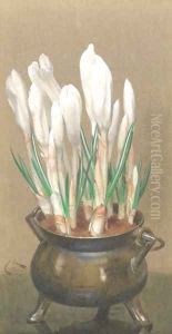 White crocuses in a pewter bowl White crocuses in a pewter bowl