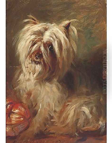 A cairn terrier - view 1