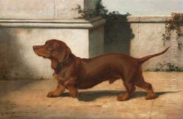 Short Haired Dachsund - view 1