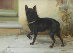 A Schipperke by William Henry Hamilton Trood