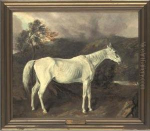 Reality By Sir Archy Out Of A Mare By Old Medley