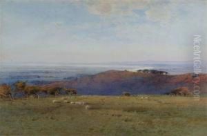 Sheep Grazing In An Extensive Landscape