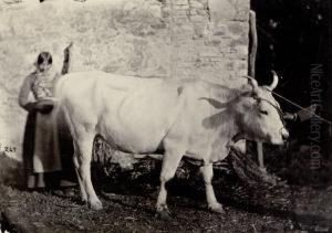 Selected Images Of Oxen And Horses In Italy by Ludovico Tuminello