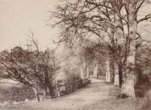 Causeway, Head Of The Lake, Losely [sic] Park