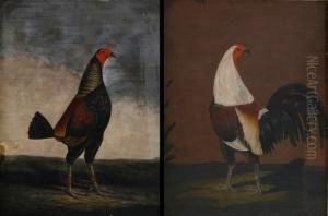 "the Cock Trimmed" And "the Cock In Feather" "the Cock Trimmed" And "the Cock In Feather"