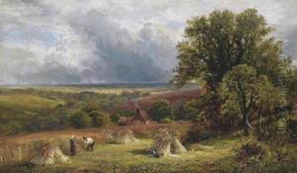 A Surrey Cornfield - view 1