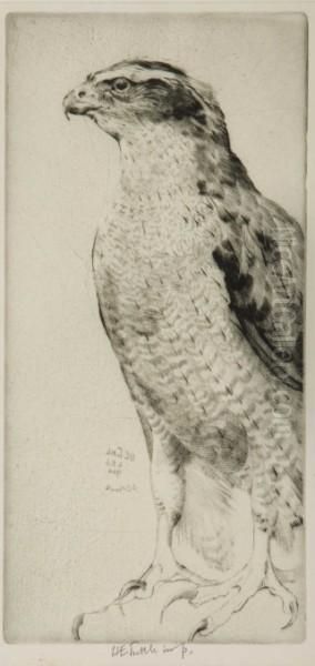 Cock Grouse - view 1