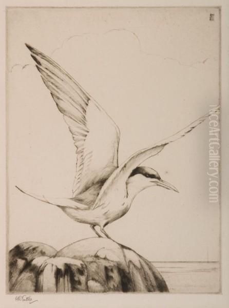 Tern, Poised - view 1