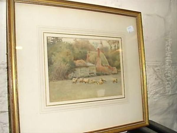Sheep By A Cottage - view 1