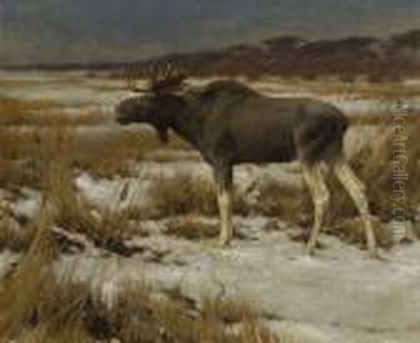 Elch In Winterlandschaft - view 1