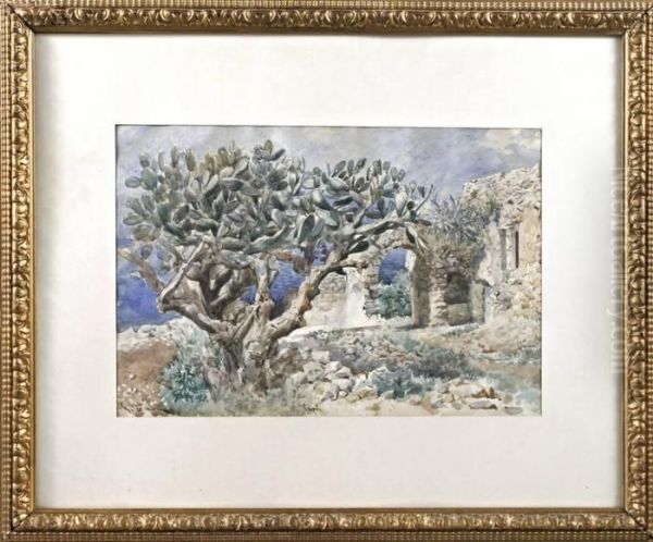 Feigencactus In Capri - Italien - view 1