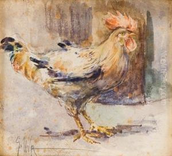 Gallo - view 1
