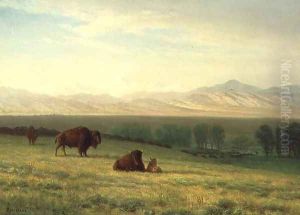 Buffalo on the Plains, c.1890