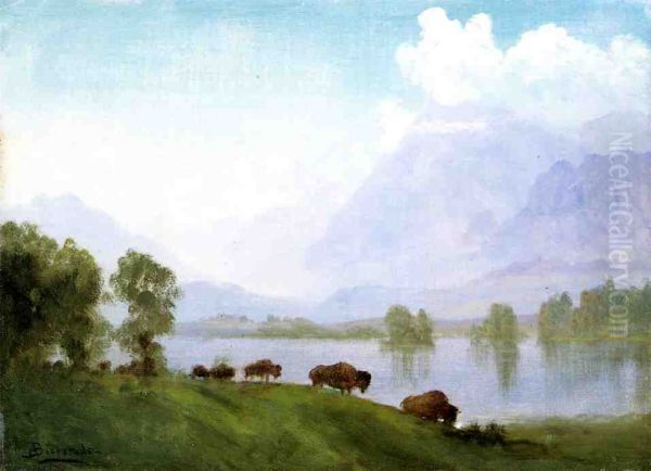 Buffalo Country - view 1