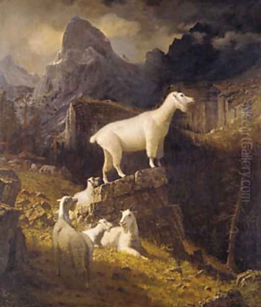Rocky Mountain Goats - view 1