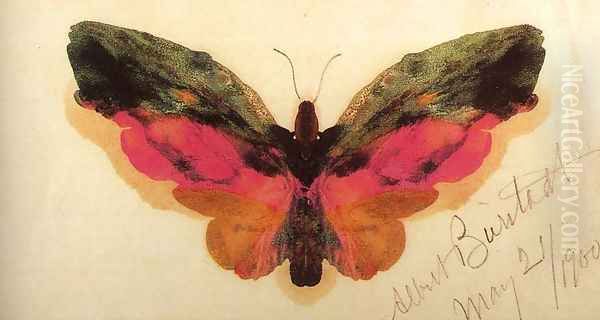 Butterfly 1900 - view 1