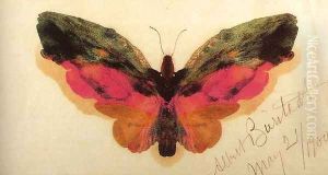 Butterfly 1900