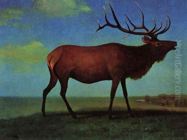 Elk - view 1