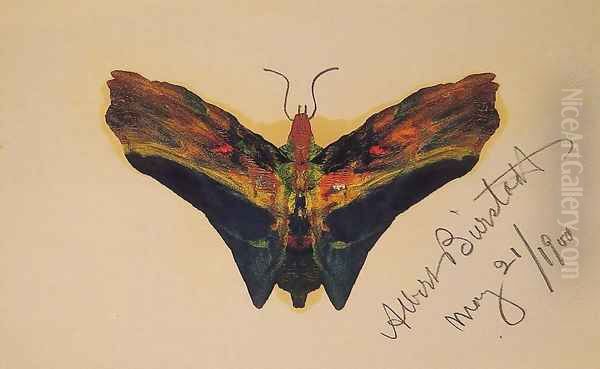 Butterfly (second Version) - view 1