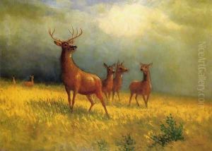 Deer in a Field