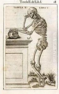Anotomia Del Corpo Humano...nuovamente Ristampata E Con L'aggiunta D'alcune Tavole Ampliata. by Valverde De Hamusco Juan