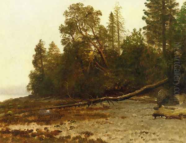The Fallen Tree - view 1