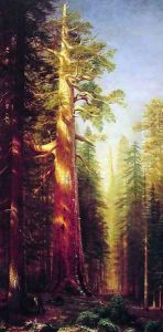 The Great Trees Mariposa Grove California