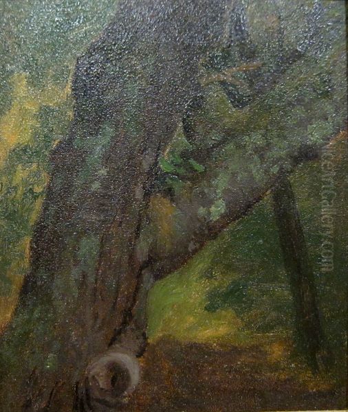 Study Of A Tree - view 1