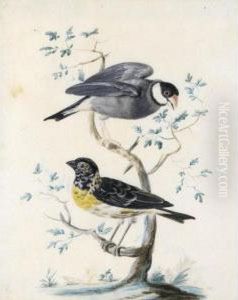 Two Exotic Birds Perched On A Branch: A Java Sparrow With A Lesser Weaver by Jan Gerritsz van Bronchorst
