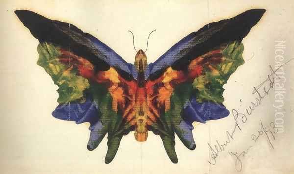 Butterfly 1893 - view 1