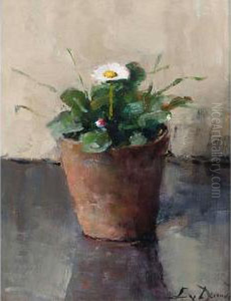 Still Life With Daisy - view 1