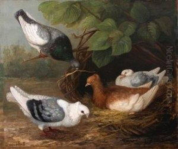 Les Pigeons - view 1