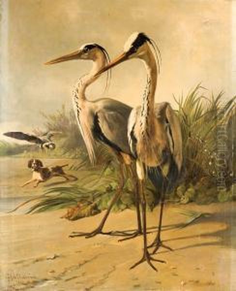 Deux Herons, Un Chien De Chasse Et Un Oiseau - view 1