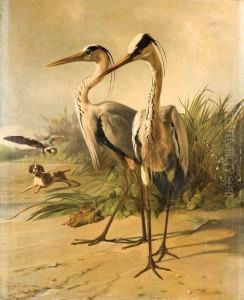 Deux Herons, Un Chien De Chasse Et Un Oiseau