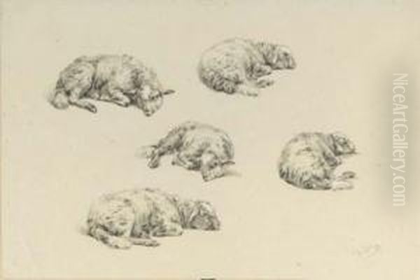 Study Of A Lamb Resting - view 1