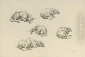 Study Of A Lamb Resting