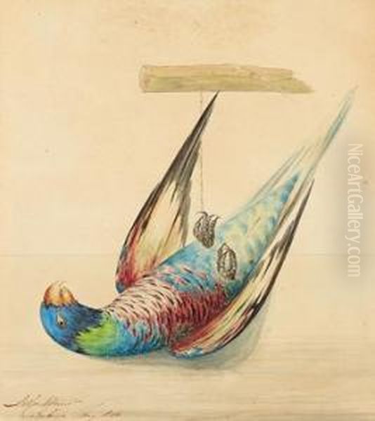 A Type Of Parrot - view 1