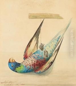 A Type Of Parrot by Adriaan David Van Der Gon Netscher