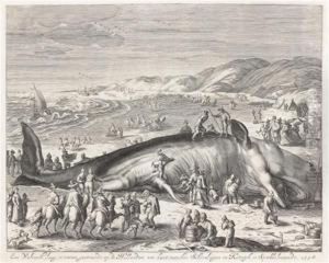 Stranded Whale Between Scheveningen And Katwyck