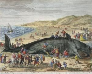 Gestrandeter Walfisch Zwischen Scheveningen Und Katwijk