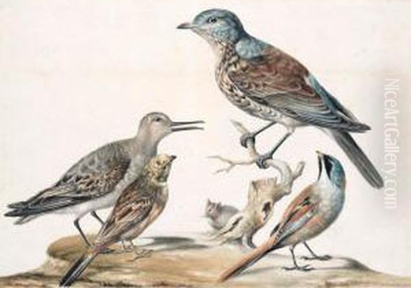 Four Birds And A Mouse - view 1