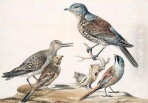 Four Birds And A Mouse